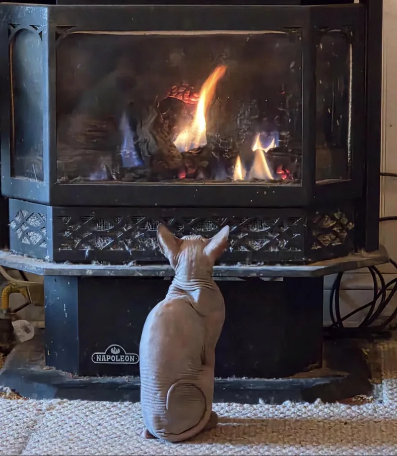 An adult medium-sized female Sphynx / Hairless Cat cat named Mika Xp for adoption in Nutley, NJ