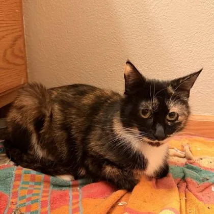 A young small-sized female Domestic Short Hair cat named Sage for adoption in Janesville, WI