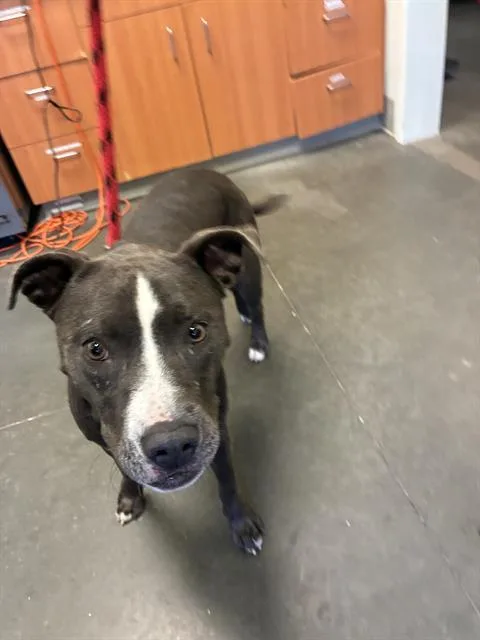 An adult medium-sized female Pit Bull Terrier dog named Velma for adoption in Santa Cruz, CA