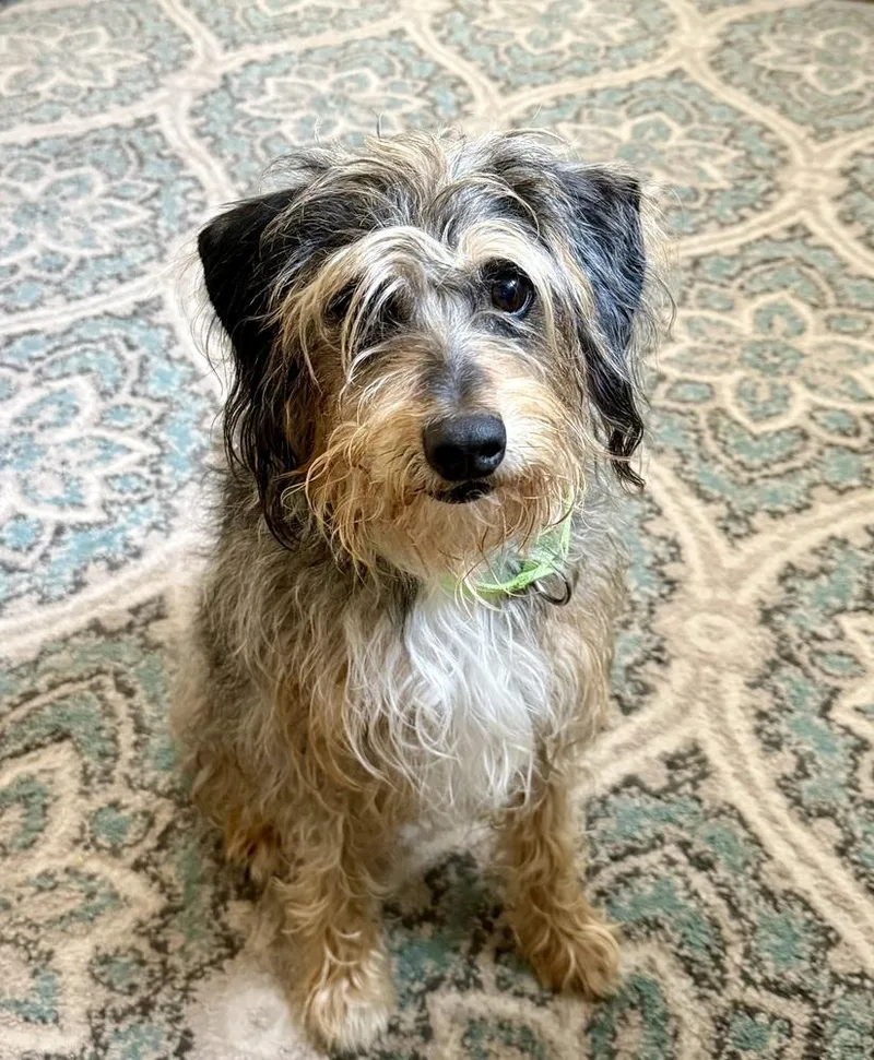 An adult medium-sized male Gray / Blue / Silver Terrier dog named Shaggy for adoption in San Leon, TX