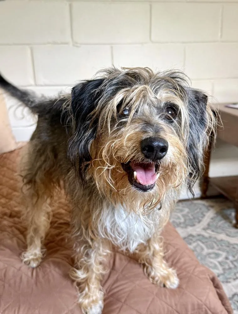 Shaggy thumbnail 6