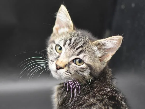 A baby small-sized male Domestic Short Hair cat named Cloche for adoption in Portland, OR