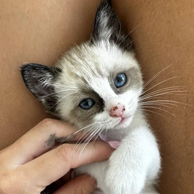 Cotton