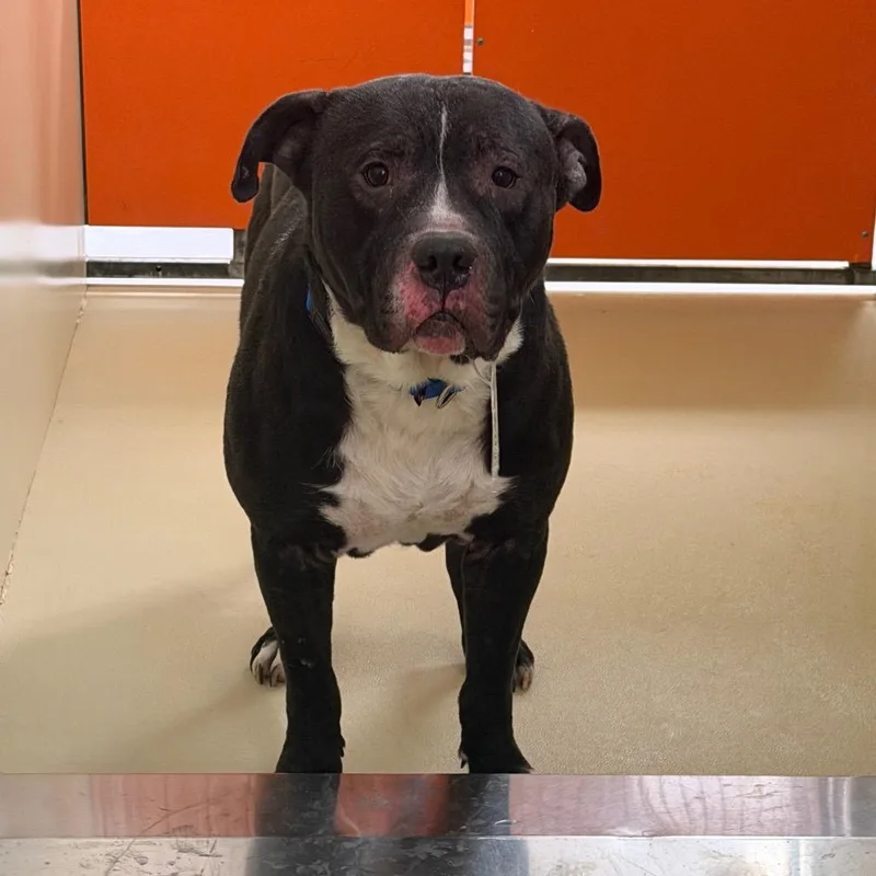 An adult medium-sized male Black Pit Bull Terrier dog named Leopaw for adoption in Philadelphia, PA