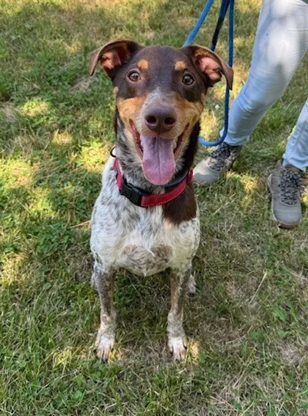 An adult medium-sized male Hound dog named Ryder for adoption in Kingston, NY