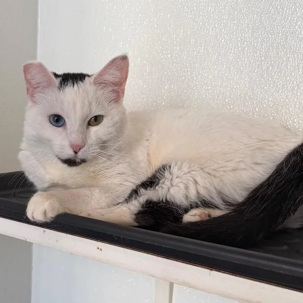 An adult medium-sized female White Domestic Short Hair cat named Frances Costa Mesa for adoption in Chino Hills, CA