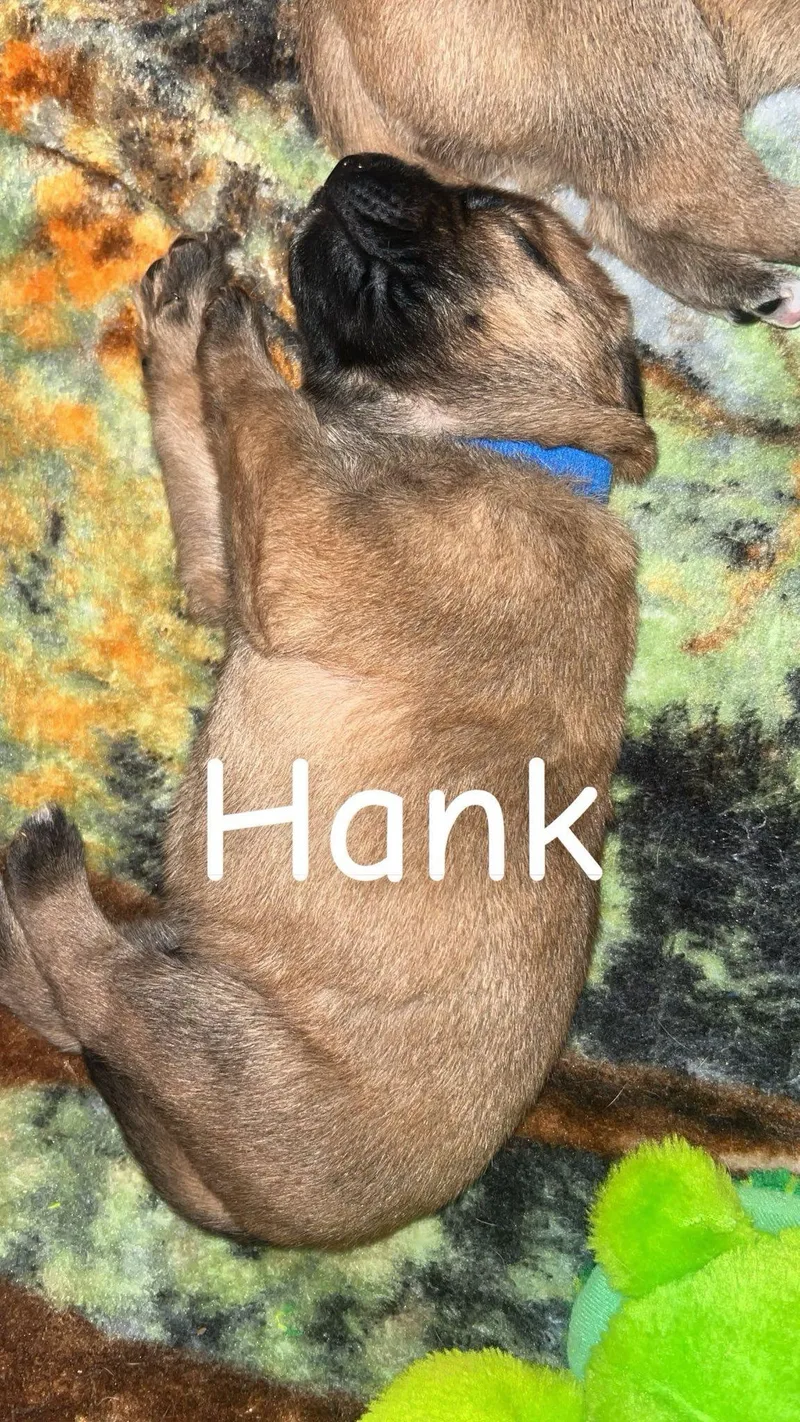 A baby medium-sized male Red / Chestnut / Orange Black Mouth Cur dog named Hank for adoption in East Flat Rock, NC