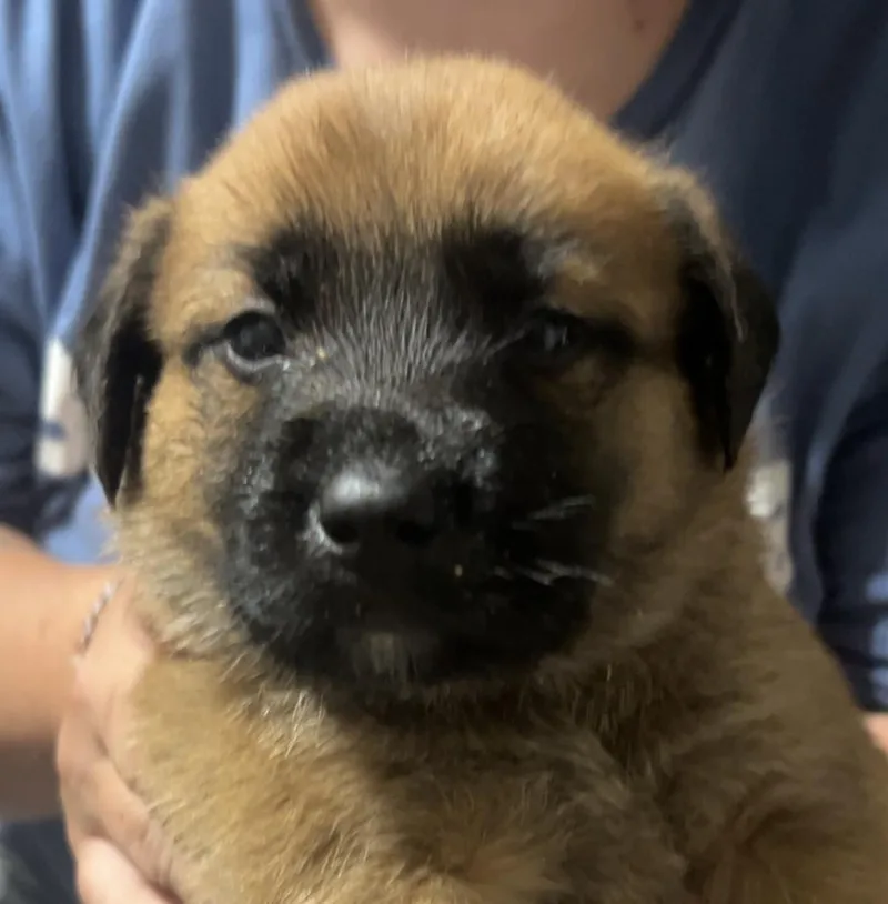 Hank thumbnail 3