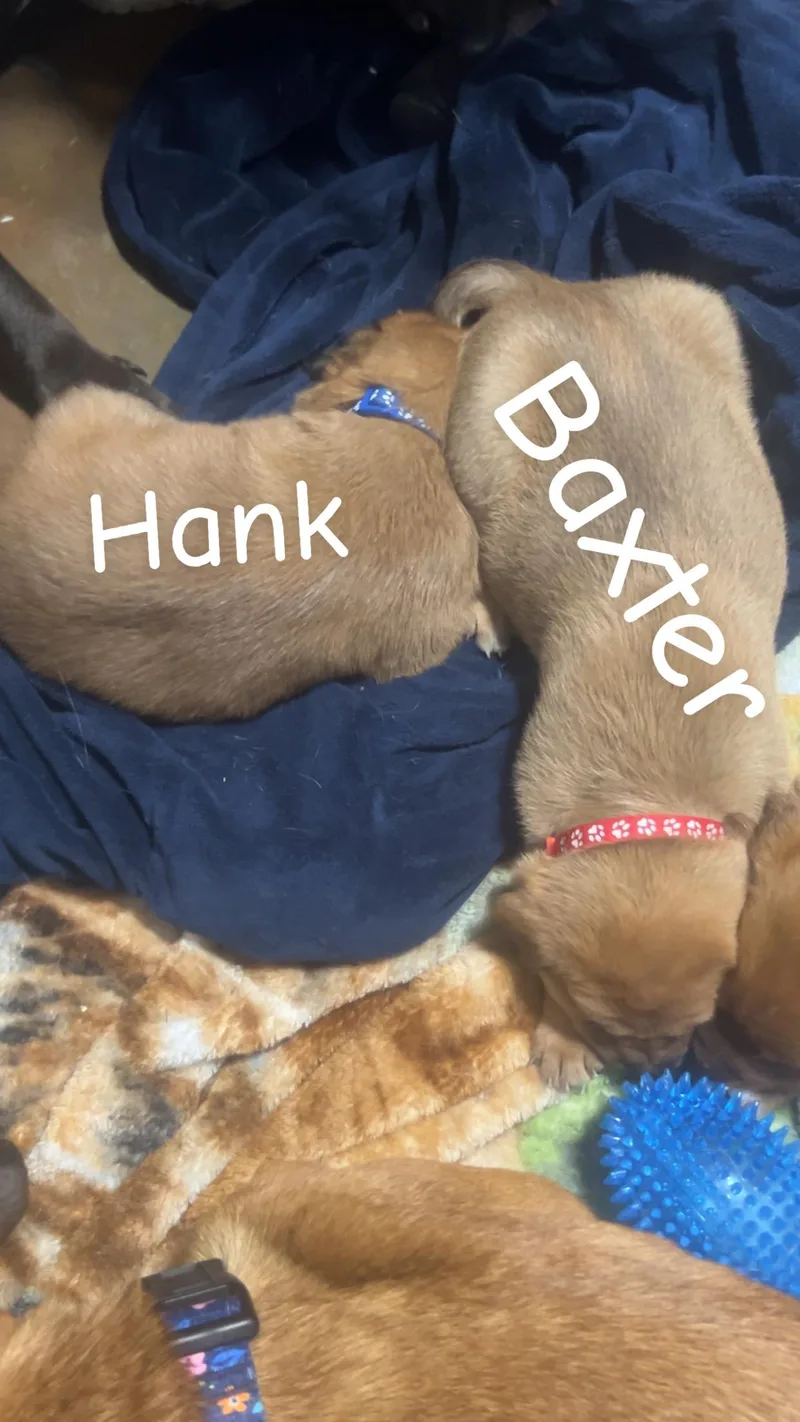 Hank thumbnail 4
