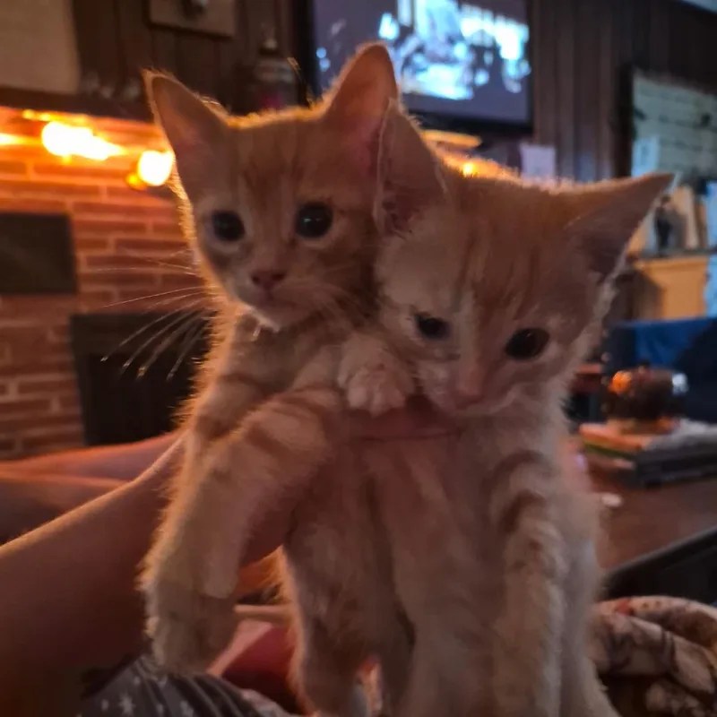 A baby small-sized male Domestic Short Hair cat named George for adoption in Richland, MI