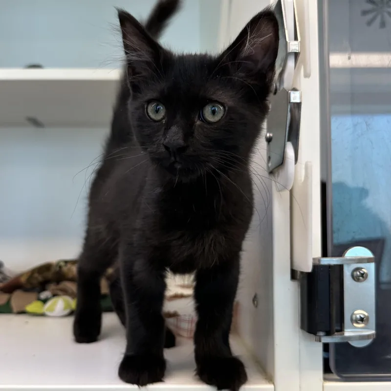 A baby medium-sized male Domestic Medium Hair cat named Boogie for adoption in Manassas, VA