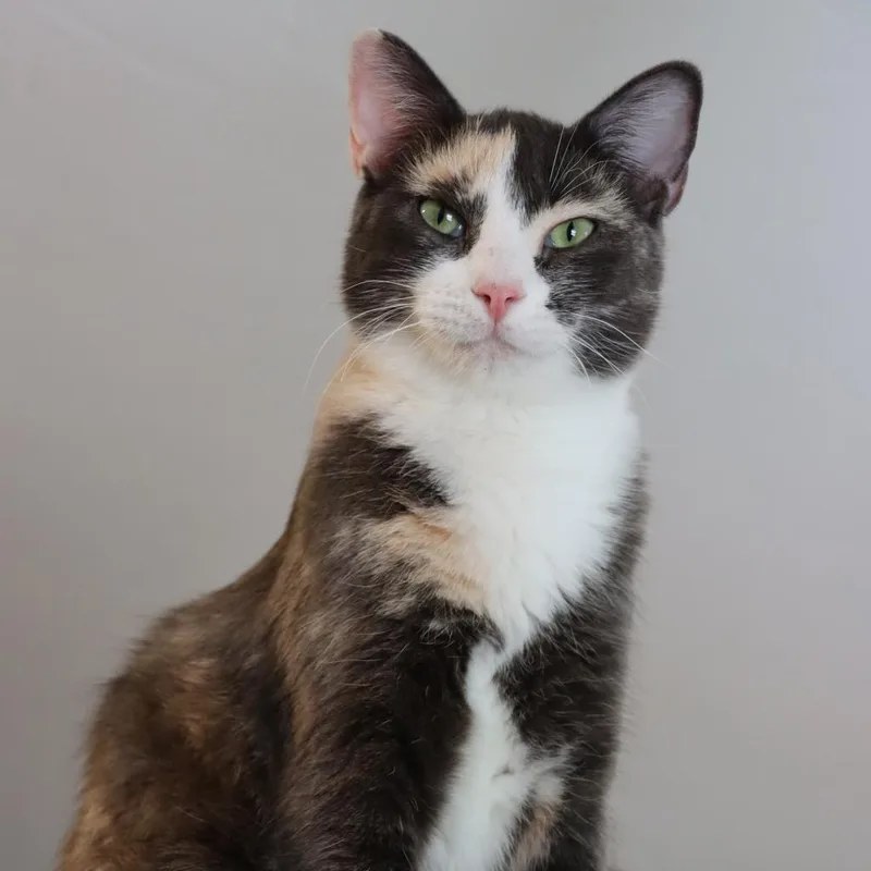 An adult small-sized female Calico Domestic Short Hair cat named Thelatha for adoption in Tucson, AZ