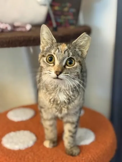 A young small-sized female Domestic Short Hair cat named SC Vidalia for adoption in North Miami Beach, FL