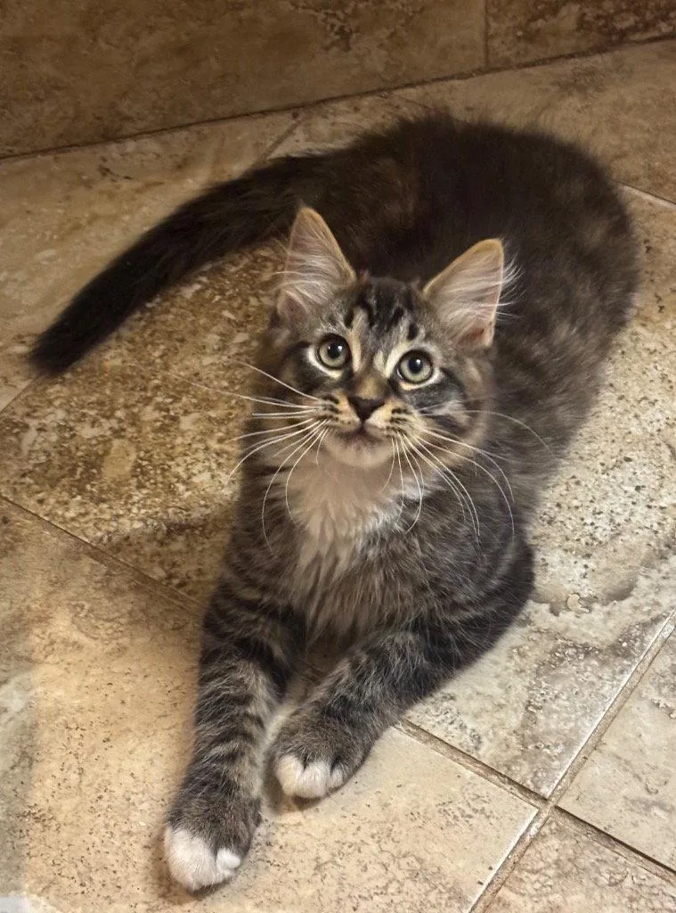 Zeus