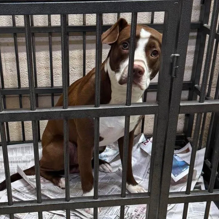 Count Chocula Stray Hold