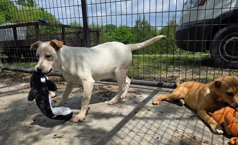 Dragon Lee thumbnail 2