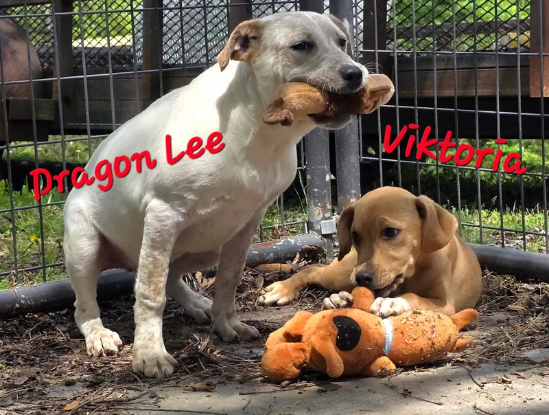 Dragon Lee thumbnail 4