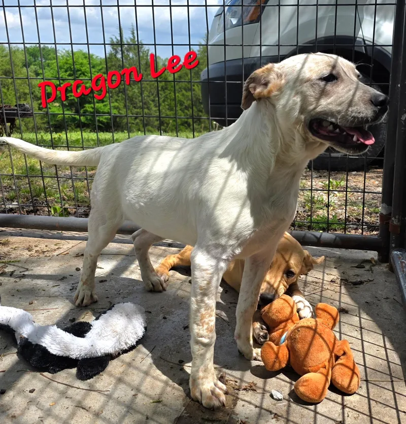 A young medium-sized male Red / Chestnut / Orange Australian Cattle Dog / Blue Heeler dog named Dragon Lee for adoption in Watertown, CT