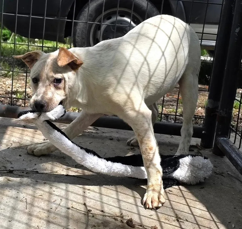 Dragon Lee thumbnail 5