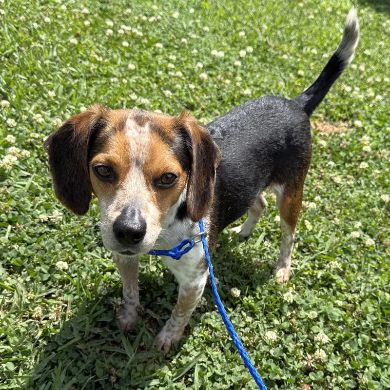 A young small-sized male Beagle dog named Binky for adoption in Dunnellon, FL