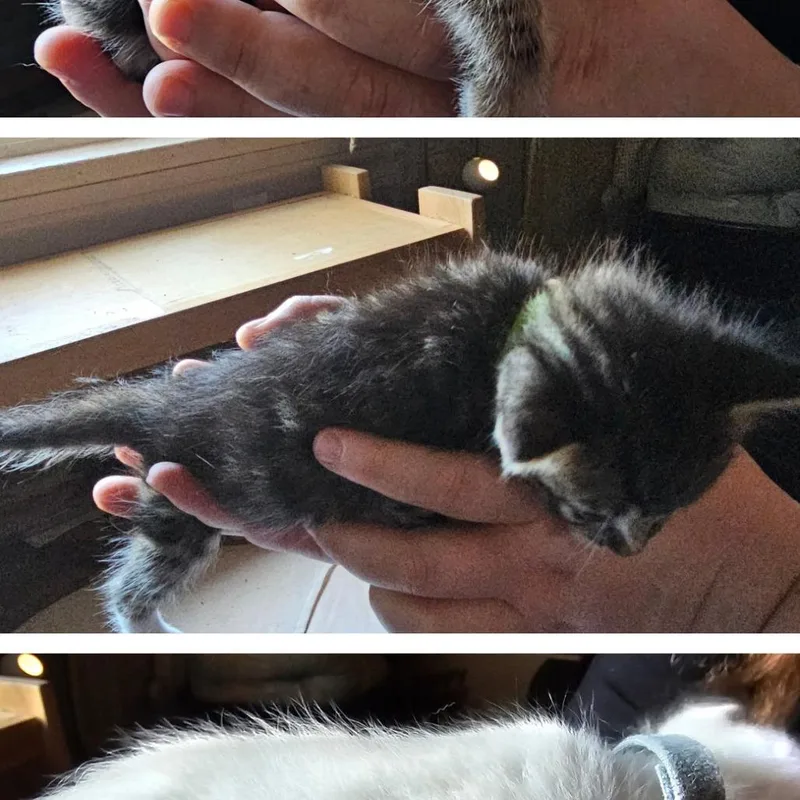 A baby small-sized male Gray / Blue / Silver Domestic Short Hair cat named BK Kouvas yellow collar for adoption in Coos Bay, OR