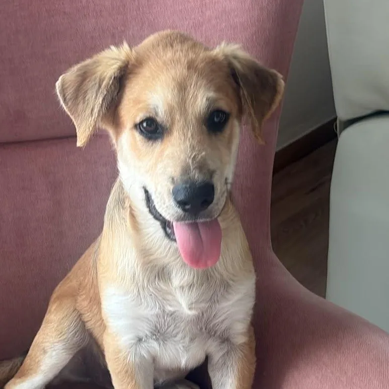 A baby medium-sized male Golden Hound dog named Damien Cruz for adoption in New York, NY