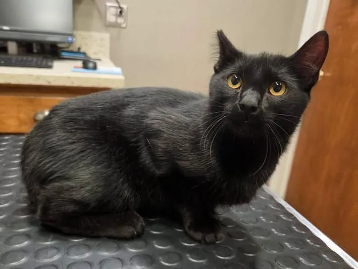 A young medium-sized male Black Domestic Short Hair cat named Indigo for adoption in College Station, TX