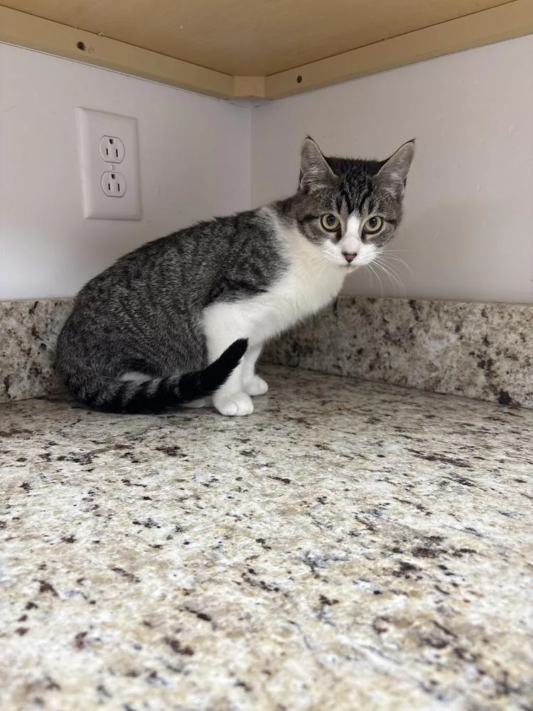 A young small-sized male Black Domestic Short Hair cat named Fabio for adoption in Salmon, ID