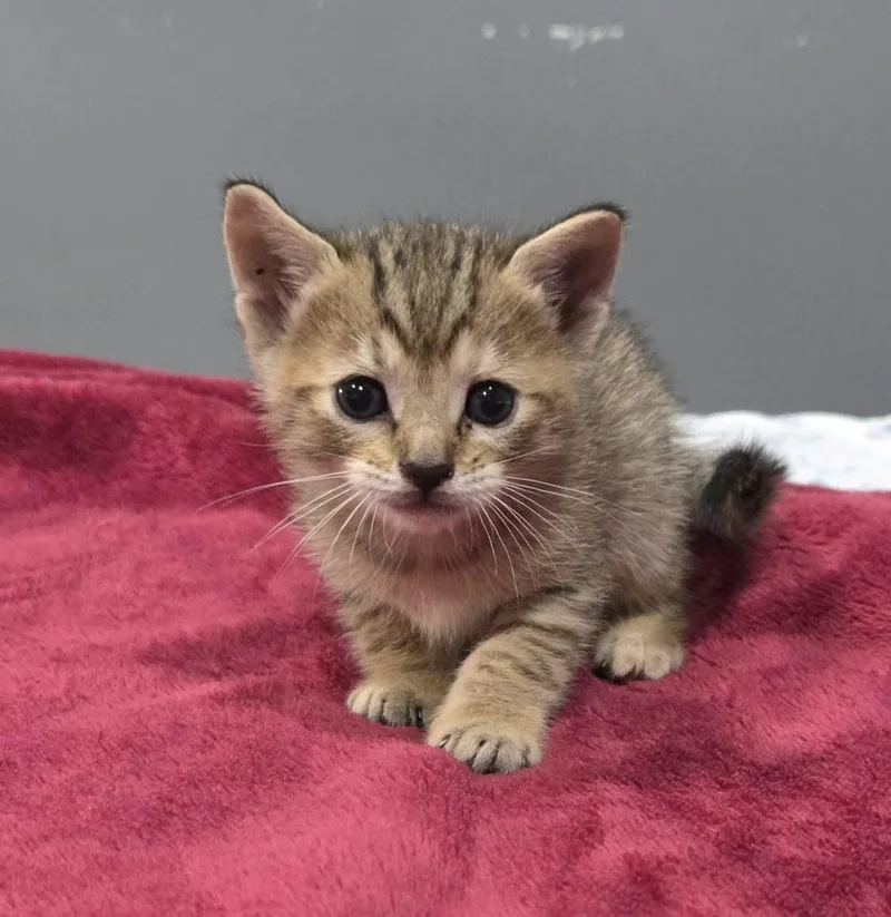 A baby medium-sized female Tabby (Brown / Chocolate) Domestic Short Hair cat named Faye for adoption in Gregory, TX