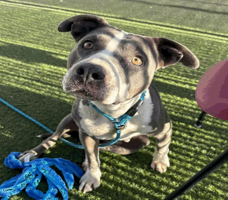 An adult large-sized female Pit Bull Terrier dog named Dorothy for adoption in Scottsdale, AZ