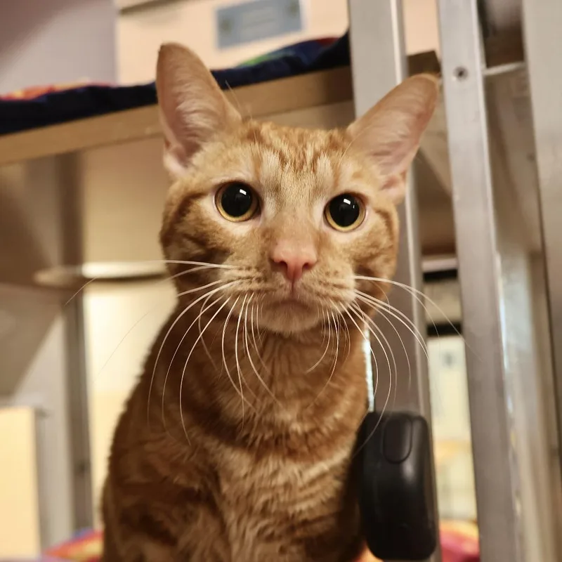 A young medium-sized male Orange / Red Domestic Short Hair cat named Milton for adoption in Briarcliff Manor, NY