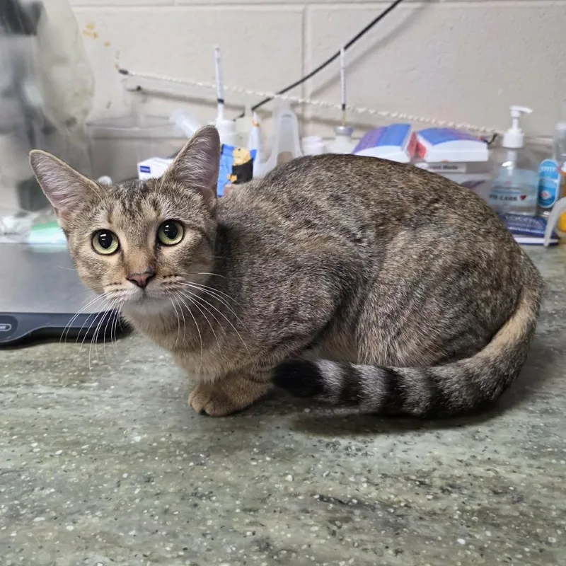 A young medium-sized female Domestic Short Hair cat named Hazel for adoption in Pine Mountain, GA