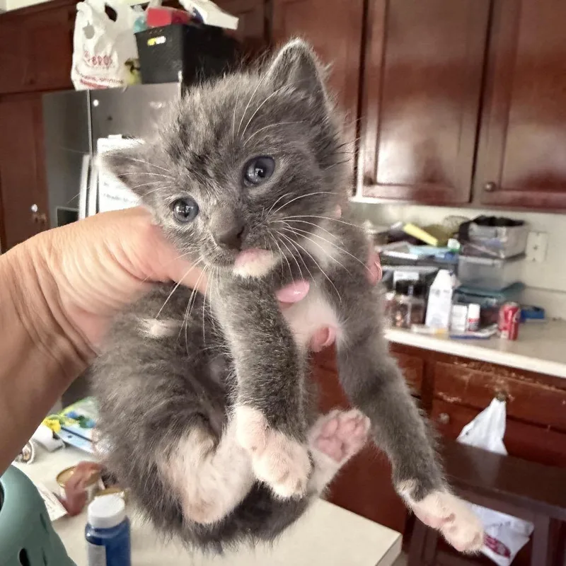 A baby small-sized female Tortoiseshell Domestic Short Hair cat named Fluffy for adoption in Tustin, CA