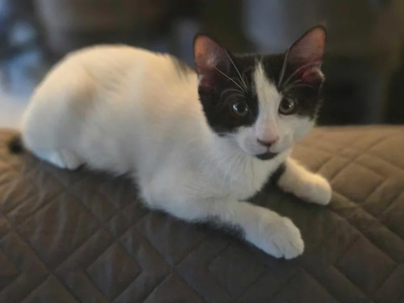 A young medium-sized male American Shorthair cat named Tank for adoption in Buckeye, AZ