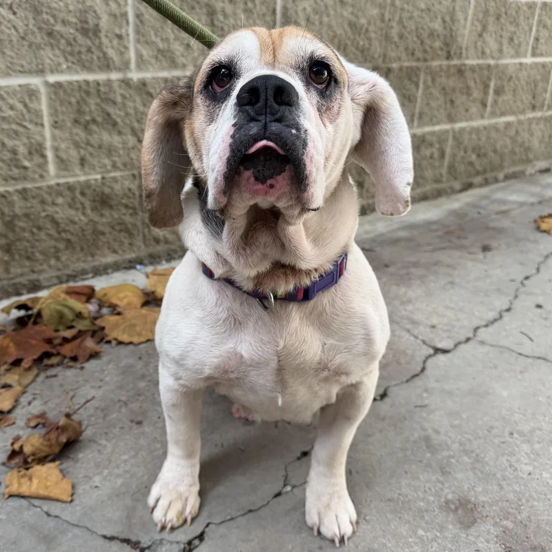 An adult medium-sized female Tricolor (Brown, Black, & White) Beagle dog named Apple Jack for adoption in Latrobe, PA