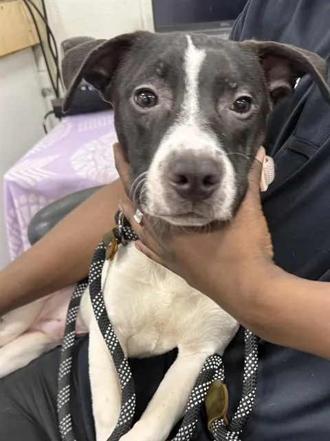 A young small-sized male Pit Bull Terrier dog named Spots for adoption in Upper Marlboro, MD