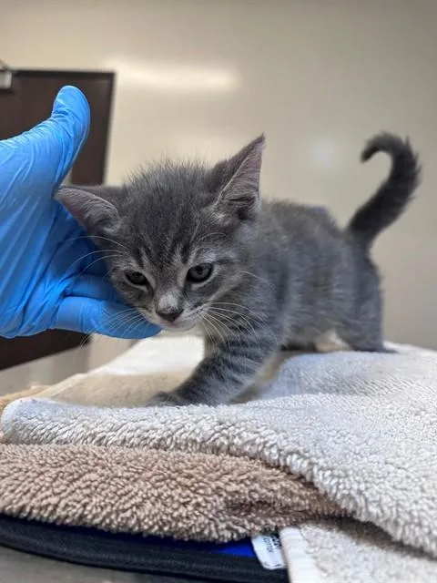A baby small-sized male Domestic Long Hair cat named Fenrir for adoption in San Luis Obispo, CA
