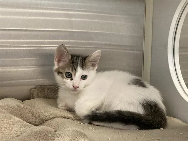 A baby small-sized male Domestic Medium Hair cat named Curt for adoption in Tustin, CA