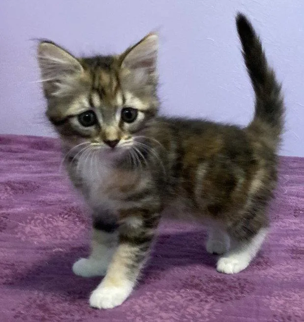 A baby small-sized female Domestic Short Hair cat named Red Sonja for adoption in Woodland, CA