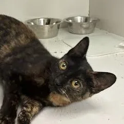 A baby small-sized female Tortoiseshell Domestic Short Hair cat named Sasha for adoption in Jeffersonville, IN