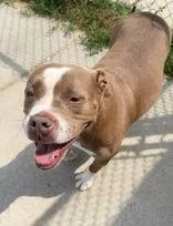 An adult medium-sized female White / Cream Pit Bull Terrier dog named Samone for adoption in Moline, IL