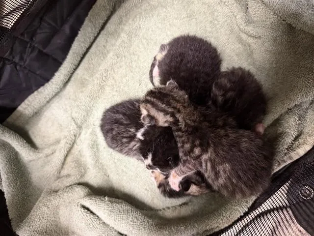 A baby small-sized female Domestic Short Hair cat named A for adoption in Riverside, CA