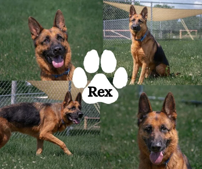 An adult large-sized male Black German Shepherd Dog dog named Rex for adoption in Winchester, KY