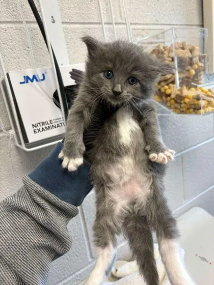 A baby small-sized male Domestic Short Hair cat named Camden for adoption in Sevierville, TN