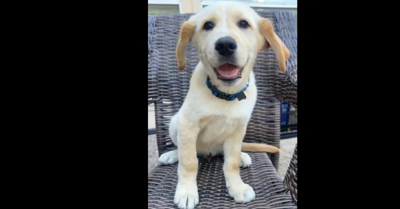 A baby large-sized male Labrador Retriever dog named The Tropical Boys: Papaya for adoption in Dallas, TX