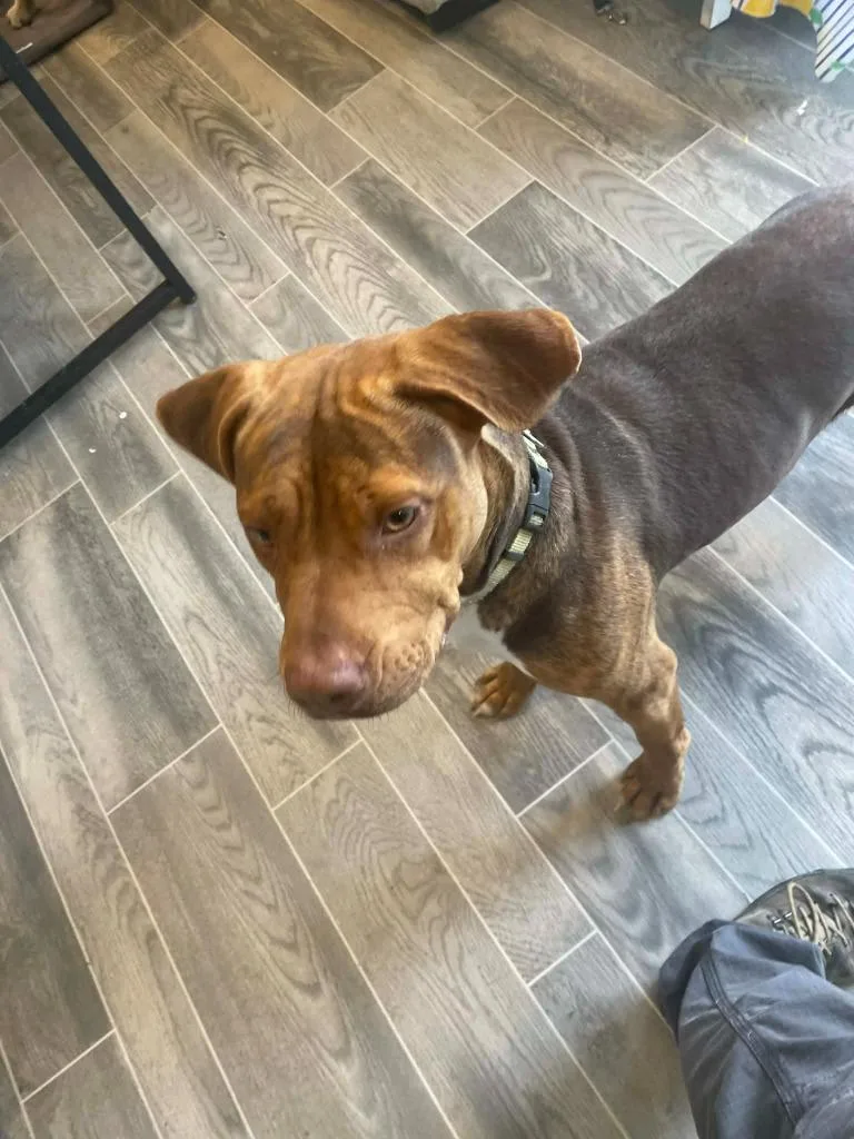 A baby large-sized female Dogue de Bordeaux dog named Delphine for adoption in Nashville, GA