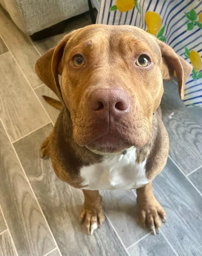 Delphine thumbnail 3