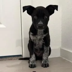 A baby medium-sized male Black Terrier dog named Tux for adoption in San Antonio, TX