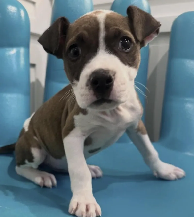 A baby medium-sized female Brown / Chocolate Pit Bull Terrier dog named Cirro for adoption in Watertown, CT