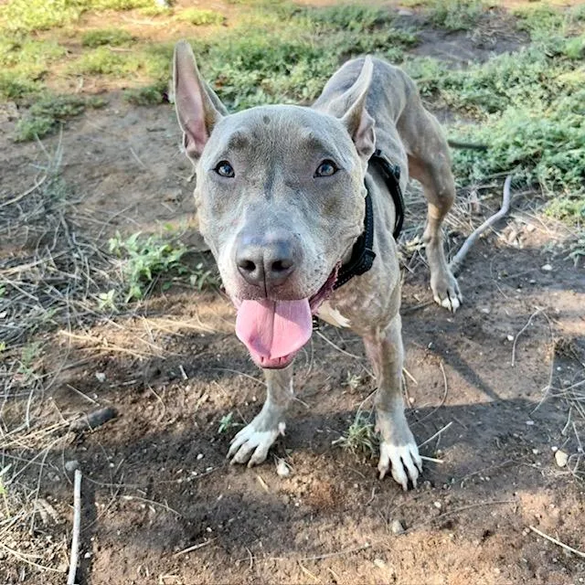 A young small-sized female Pit Bull Terrier dog named Twizzler for adoption in Tucson, AZ